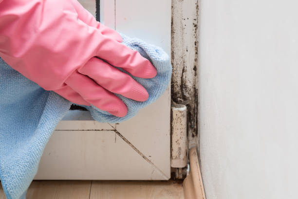 Best Mold Remediation for Specific Building Types in Princess Anne, MD
